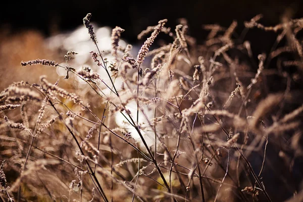 Grama Outono Primavera Observe Profundidade Rasa Campo — Fotografia de Stock