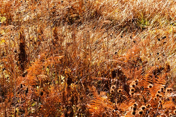 Grass Autumn Spring Note Shallow Depth Field — 스톡 사진