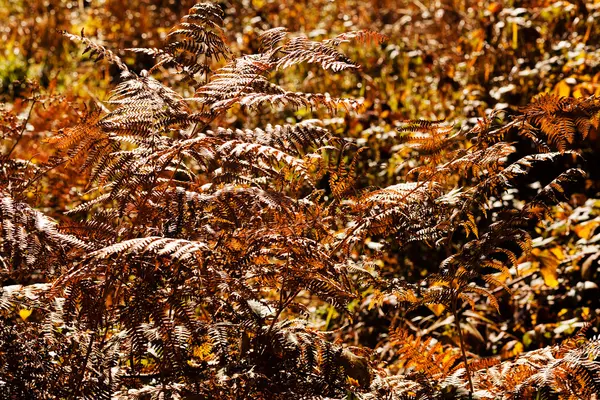 Gräs Hösten Eller Våren Notera Grunt Skärpedjup — Stockfoto