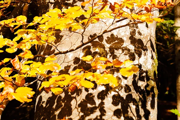 beech tree in autumn with  the shadows of the leaves on the tree, note shallow dept of field