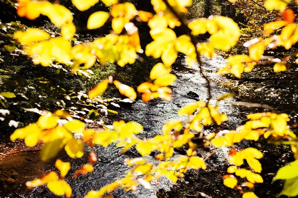 Foglie Autunnali Una Giornata Sole Uno Sfondo Sfocato — Foto Stock