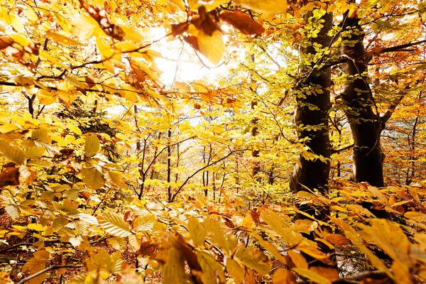 Sonbahar güneşi ile ormanda