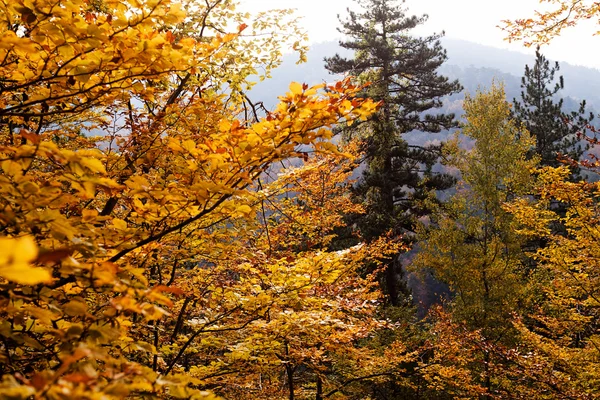 Las Jesienią Słońce — Zdjęcie stockowe