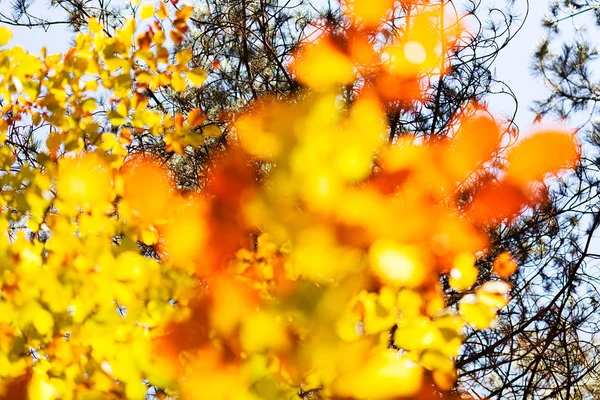 Folhas Outono Dia Ensolarado Para Fundo Desfocado — Fotografia de Stock