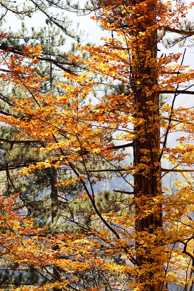 Sonbahar güneşi ile ormanda