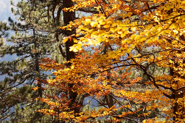 Sonbahar güneşi ile ormanda