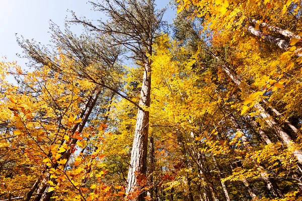 Sonbahar güneşi ile ormanda