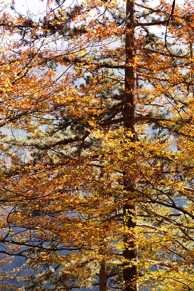 Sonbahar güneşi ile ormanda