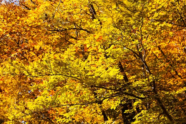 Not alan sığ derinliği güneşli bir sonbahar yaprakları