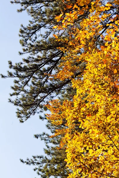 Sonbahar yaprakları, sığ alan derinliğine dikkat edin