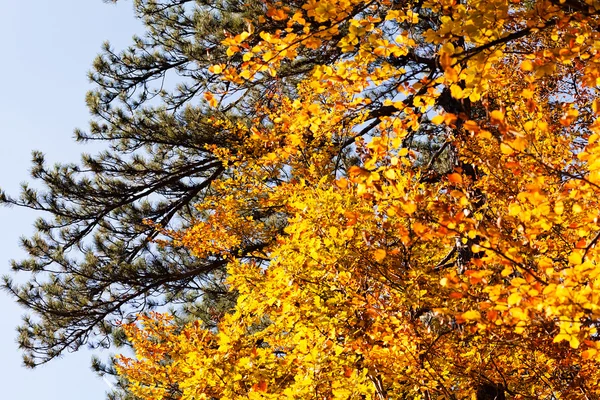 Sonbahar yaprakları, sığ alan derinliğine dikkat edin
