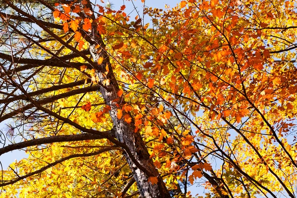 Autumn Leaves Note Shallow Depth Field — 스톡 사진