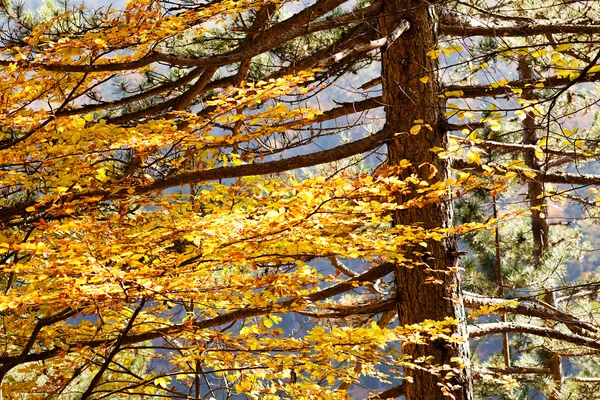 Not alan sığ derinliği güneşli bir sonbahar yaprakları