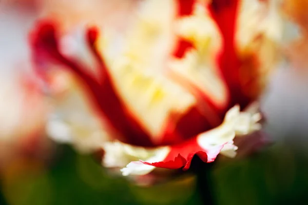 Tulip Blurred Background — Stock Photo, Image