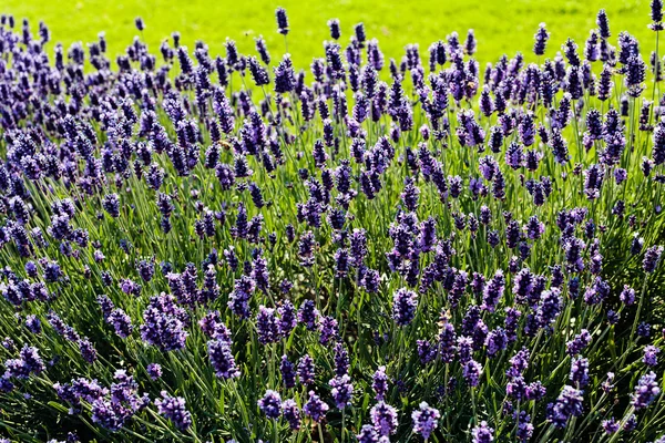 Bush Lavendel Obs Kort Skärpedjup — Stockfoto