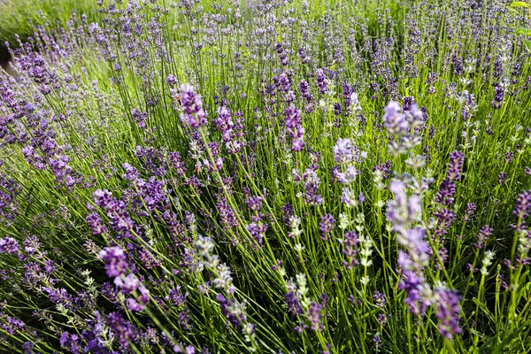 Bush Lavendel Obs Kort Skärpedjup — Stockfoto