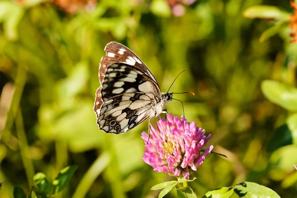 Limenitis camilla kelebeği, açık kanatlı çiçek, dikkat et sığ alan