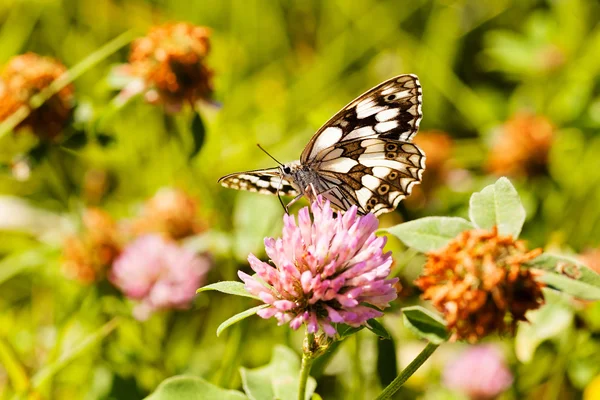 Limenitis camilla kelebeği, açık kanatlı çiçek, dikkat et sığ alan