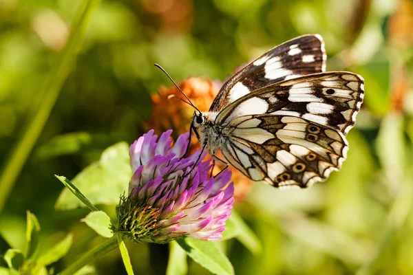 Limenitis camilla kelebeği, açık kanatlı çiçek, dikkat et sığ alan