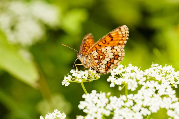 zencefil kelebek kanatlı yayılmış, profil, beyaz bir çiçek üzerinde not alan sığ bölümü