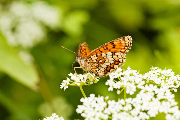 Kleiner Ingwerschmetterling Auf Weißer Blume Mit Ausgebreiteten Flügeln Profil Flache — Stockfoto