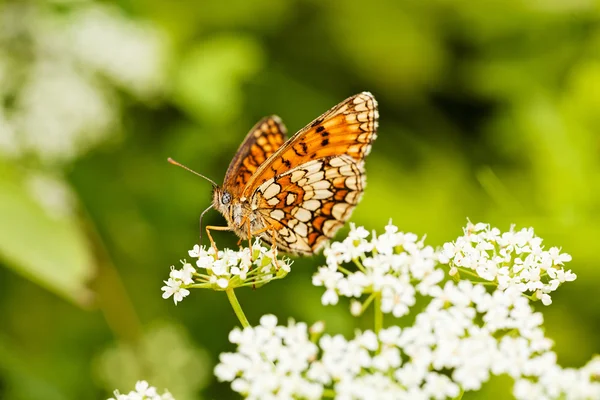 Kelebek katlanmış kanatlı, profil, beyaz bir çiçek üzerinde not alan sığ bölümü