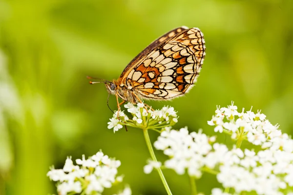 Kelebek katlanmış kanatlı, profil, beyaz bir çiçek üzerinde not alan sığ bölümü