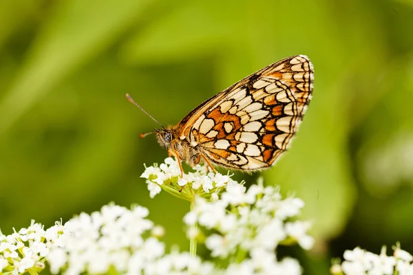 Kelebek katlanmış kanatlı, profil, beyaz bir çiçek üzerinde not alan sığ bölümü