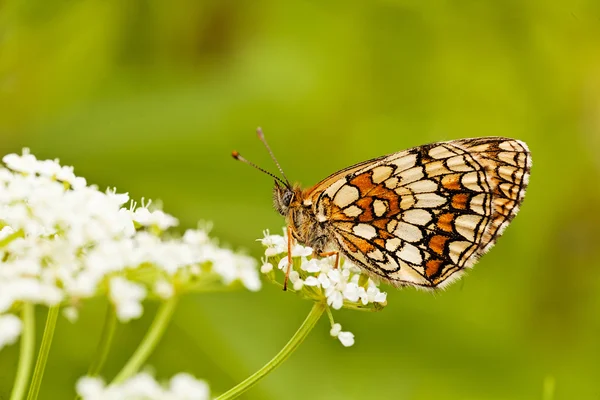 Бабочка Белом Цветке Сложенными Крыльями Профиль Обратите Внимание Мелкую Глубину — стоковое фото