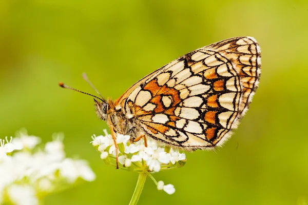 Kelebek katlanmış kanatlı, profil, beyaz bir çiçek üzerinde not alan sığ bölümü