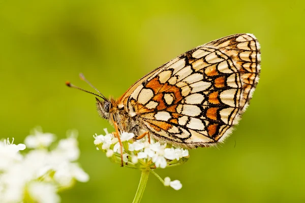 Kelebek katlanmış kanatlı, profil, beyaz bir çiçek üzerinde not alan sığ bölümü