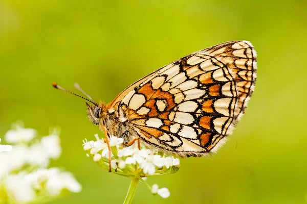 Farfalla Fiore Bianco Con Ali Piegate Profilo Nota Superficiale Profondità — Foto Stock