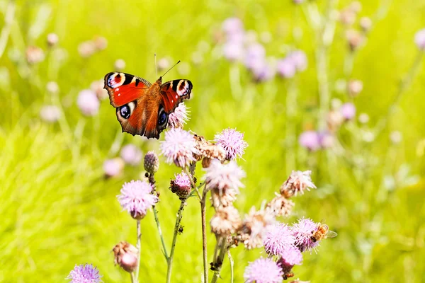 Tavus kuşu kelebek yayılmış kanatlı bir pembe çiçek, Not alan sığ derinliği 