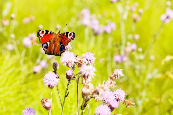 Tavus kuşu kelebek yayılmış kanatlı bir pembe çiçek, Not alan sığ derinliği 