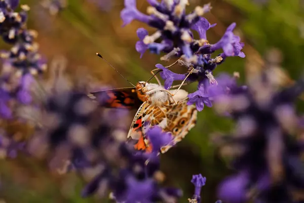 Largel kızıl kelebeği, çiçeğin üzerinde çift kanatlı, dikkat et sığ tarla