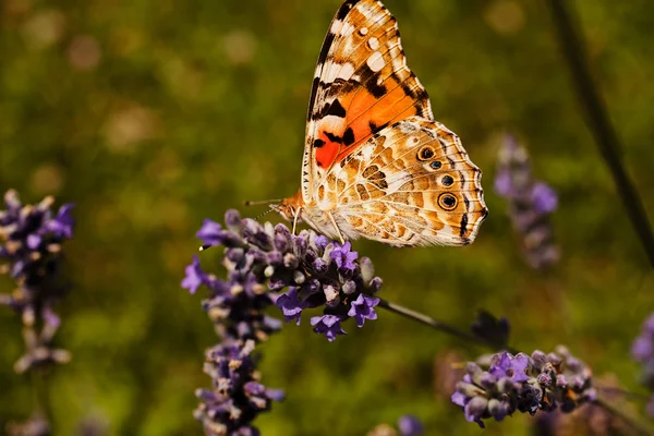 Largel kızıl kelebeği, çiçeğin üzerinde çift kanatlı, dikkat et sığ tarla