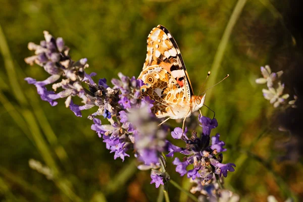 Largel kızıl kelebeği, çiçeğin üzerinde çift kanatlı, dikkat et sığ tarla