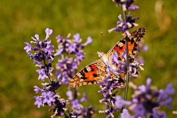 Largel kızıl kelebeği, çiçeğin üzerinde açık kanatlı, dikkat et sığ tarla