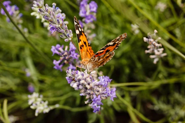 Largel kızıl kelebeği, çiçeğin üzerinde açık kanatlı, dikkat et sığ tarla