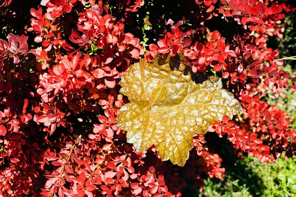 Herfstbladeren Noot Ondiepe Velddiepte — Stockfoto