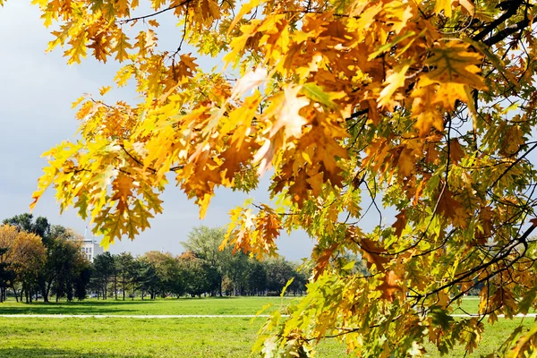 Hojas Otoño Día Soleado Nota Poca Profundidad Campo — Foto de Stock