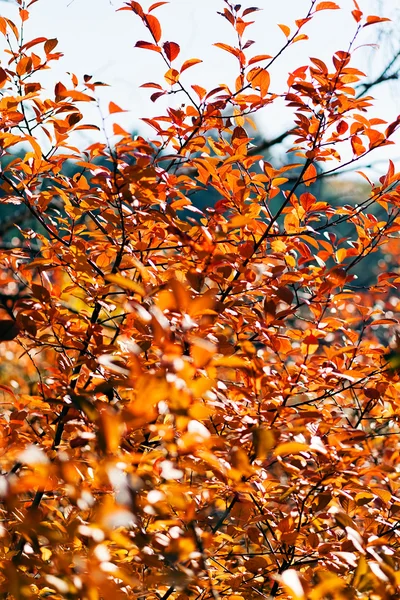 秋叶在阳光明媚的日子 注意浅浅的田野深度 — 图库照片