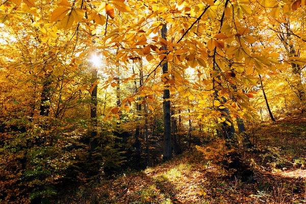 Sonbahar güneşi ile ormanda