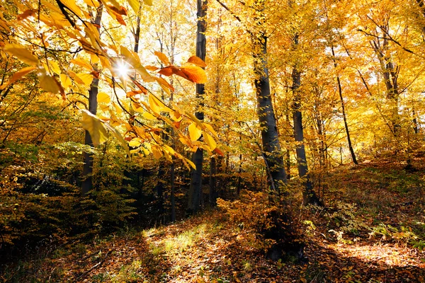Sonbahar güneşi ile ormanda