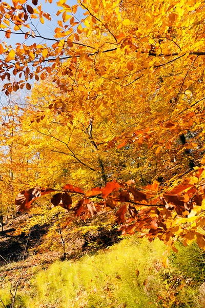 Not alan sığ derinliği güneşli bir sonbahar yaprakları