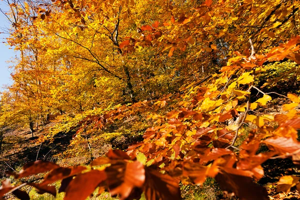 Sonbahar güneşi ile ormanda