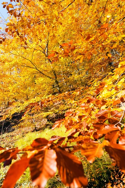 Not alan sığ derinliği güneşli bir sonbahar yaprakları