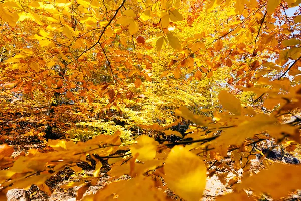 Not alan sığ derinliği güneşli bir sonbahar yaprakları
