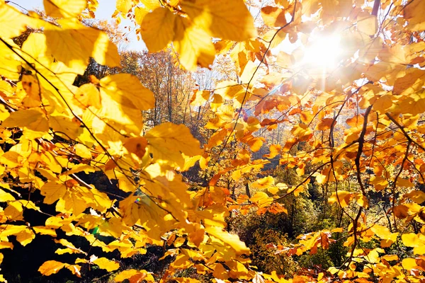 Not alan sığ derinliği güneşli bir sonbahar yaprakları
