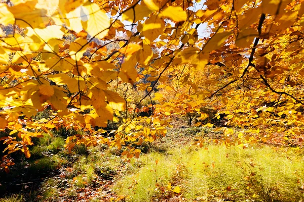 Not alan sığ derinliği güneşli bir sonbahar yaprakları